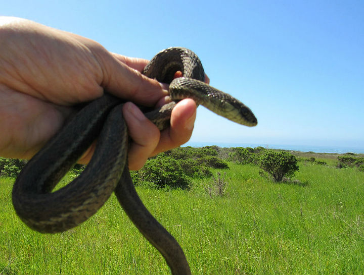 Coast Garter Snake